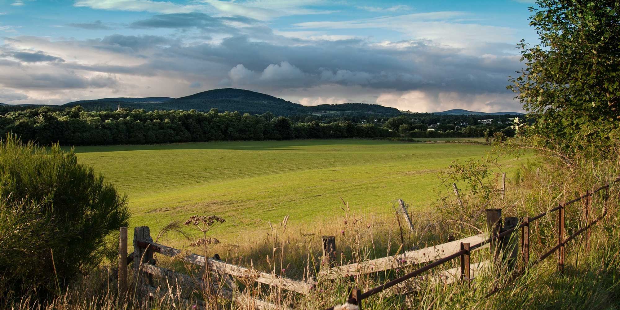 Meadow