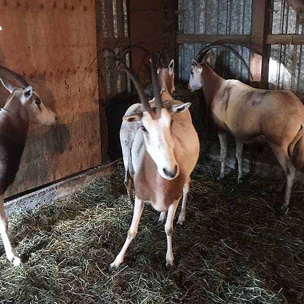 Weupe the Oryx