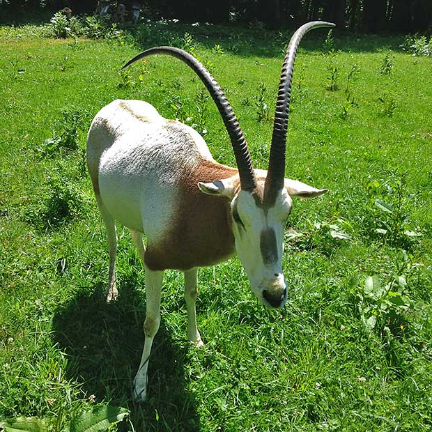 Yellow Nose the Oryx